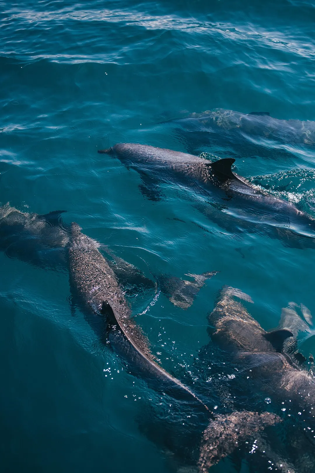 Varios delfines nadando justo bajo la superficie de un agua azul profunda