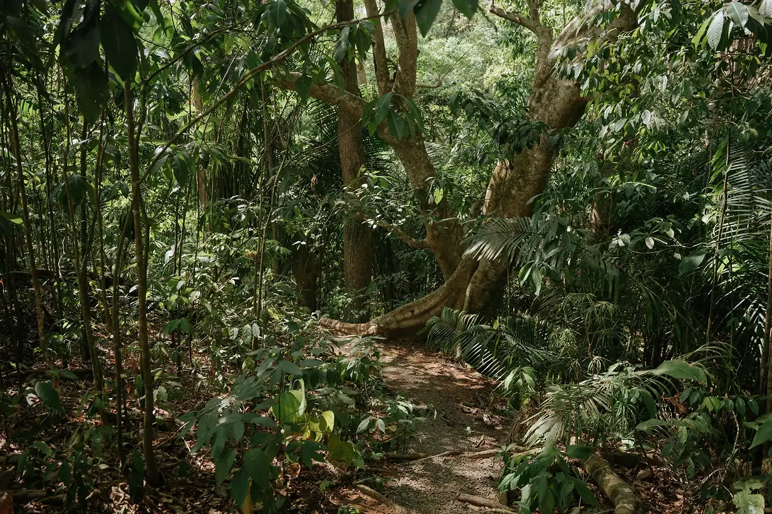 jardín tropical en Parador Nature Resort, Manuel Antonio