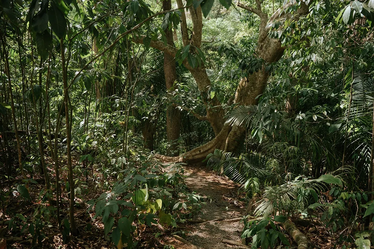 Monkey Trail