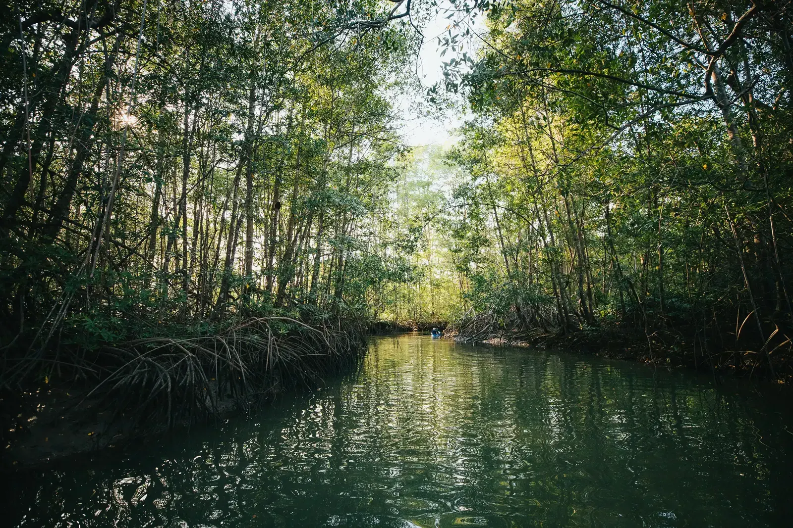 Canal tranquilo del manglar bordeado por manglares altos