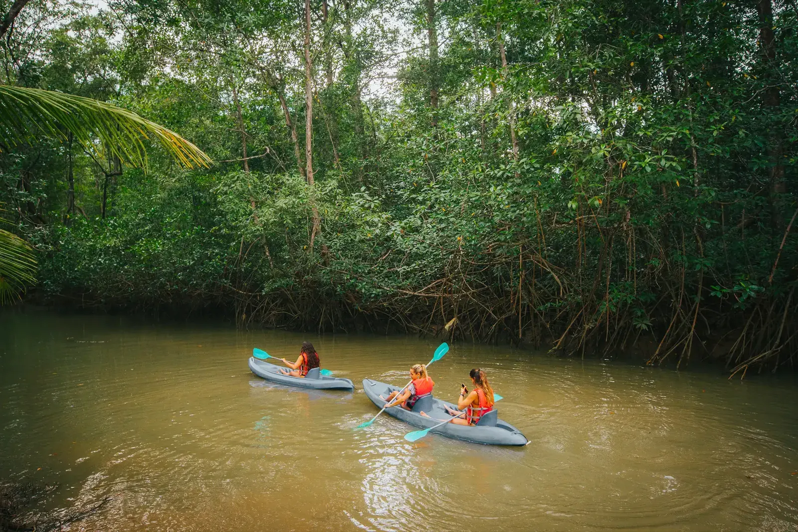 Dos kayaks remando por un canal café del manglar bordeado de árboles