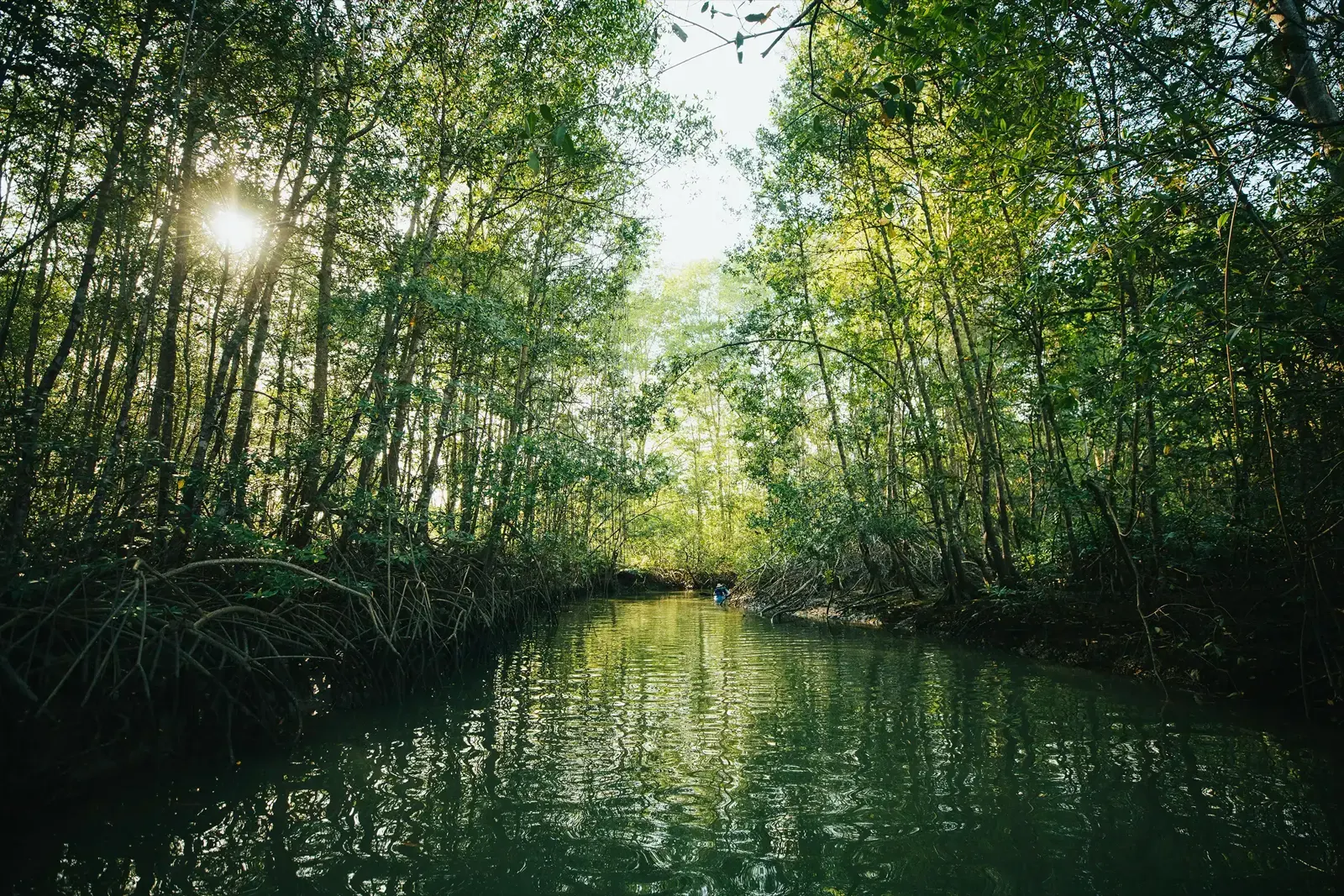 Sunlight through tall mangrove trees over a still green channel
