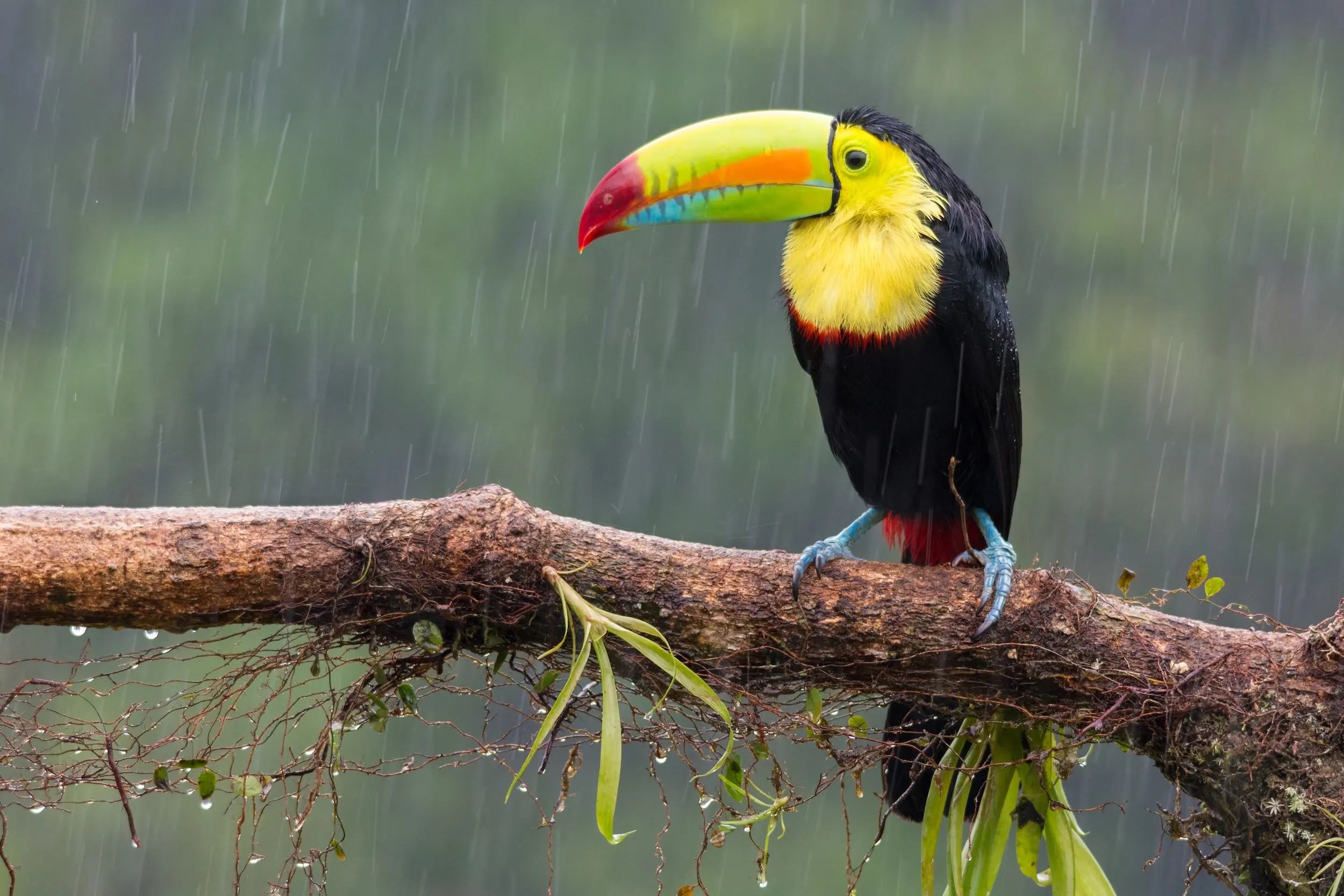 Tucán posado en una rama en un día lluvioso en un bosque de Costa Rica