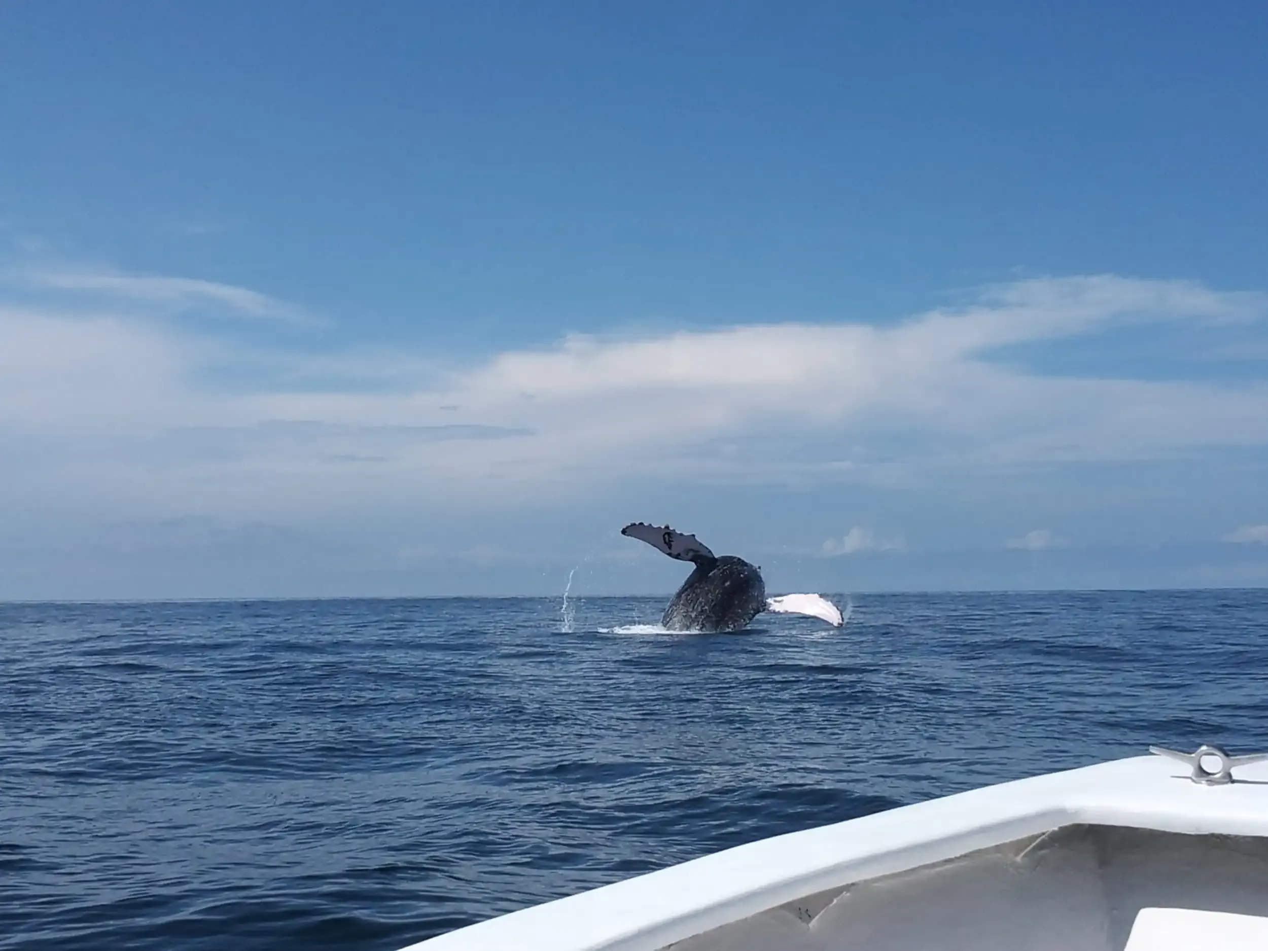 Ballenas y delfines