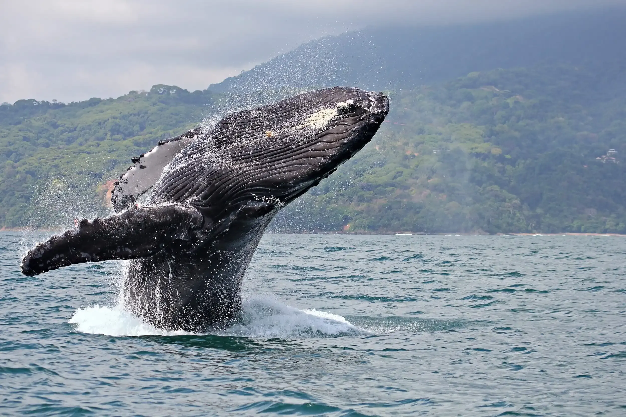 Ballenas y delfines