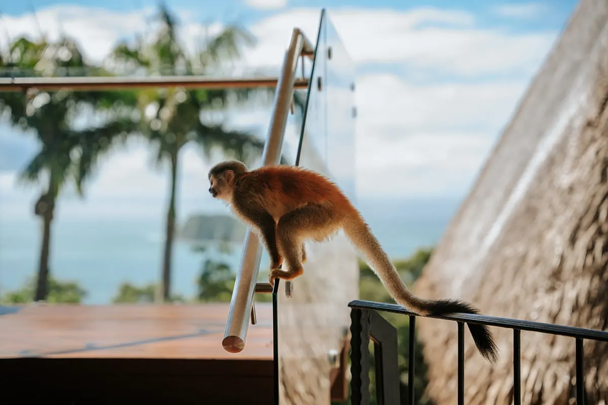 Featured image for “Parador Nature Resort’s Naturalist Expert”