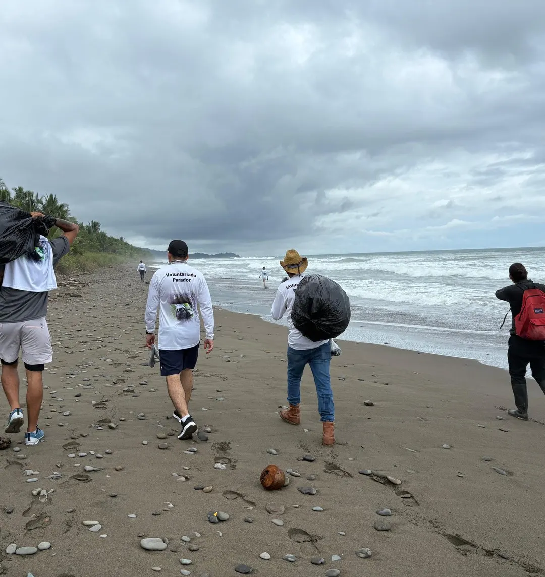 Volunteers walking a beach with collection bags