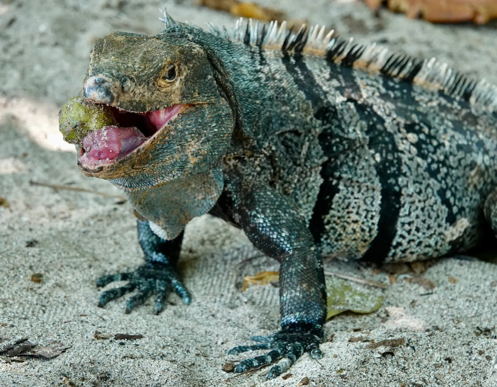 Un garrobo negro de pie sobre la arena con la boca abierta, sosteniendo un pedazo de fruta