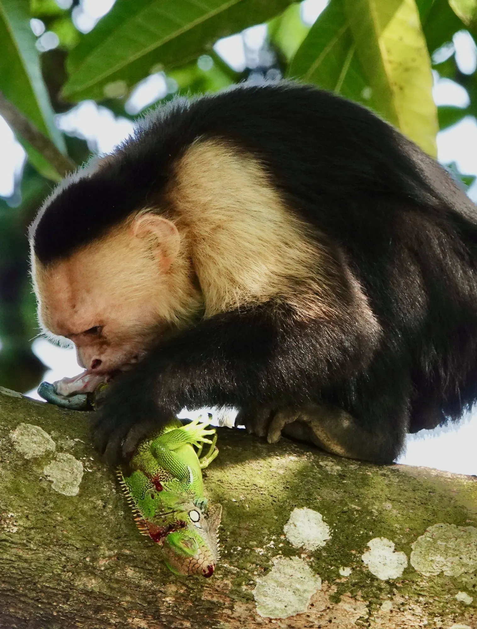 Primer plano de un mono carablanca que muerde una iguana verde que sostiene