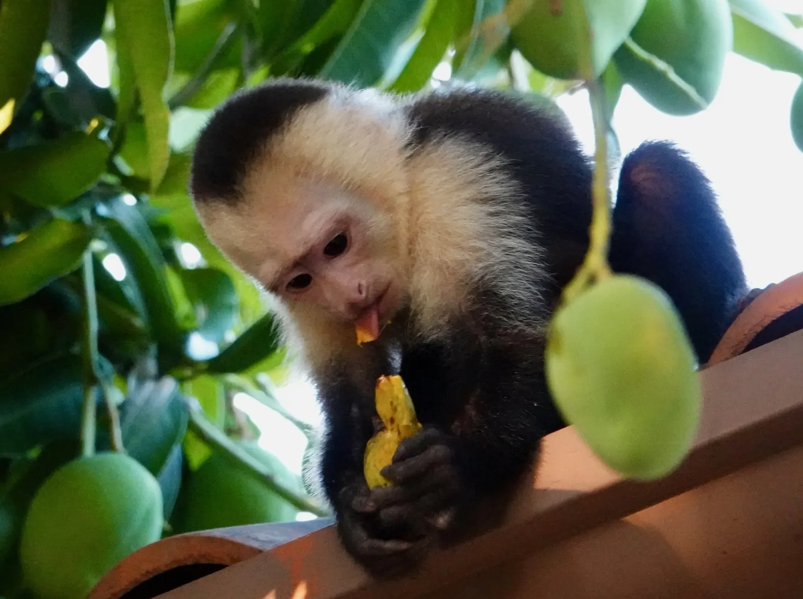 Primer plano de un mono carablanca pelando un mango amarillo, con la lengua visible