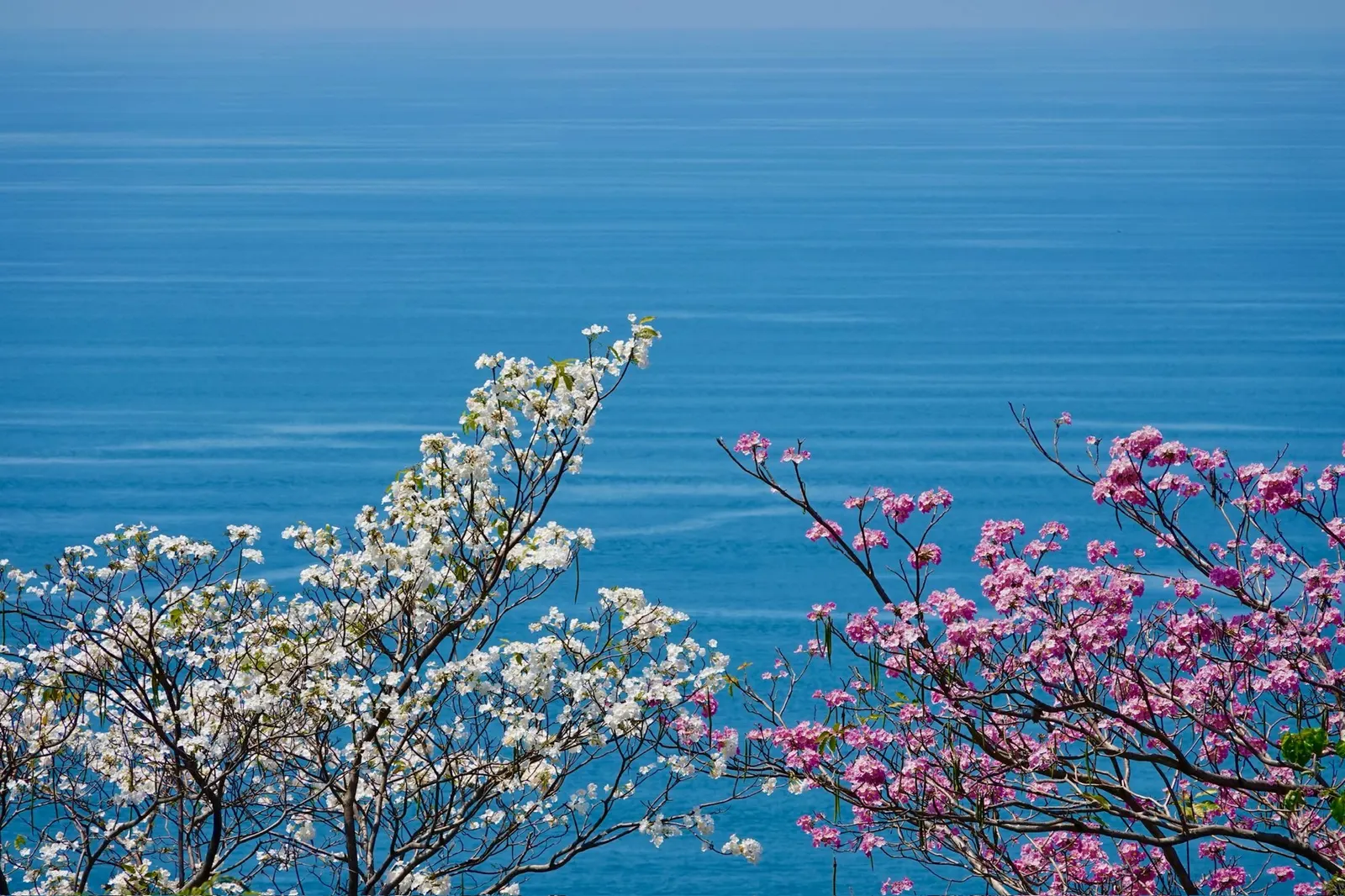 Ramas con flores blancas y rosadas enmarcan una vista del océano