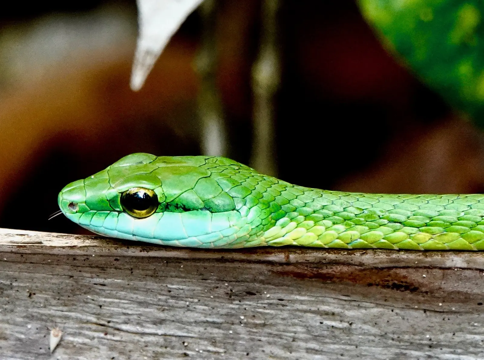Una bejuquilla verde apoya la cabeza sobre una baranda de madera gastada, con el cuerpo saliendo del cuadro