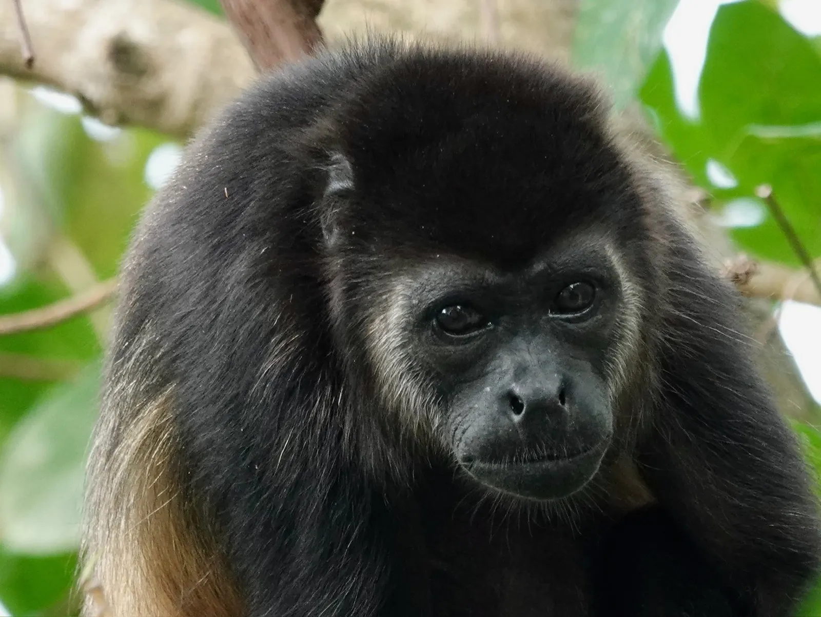 Un mono congo descansa bajo una rama que cuelga, con la cola enroscada detrás
