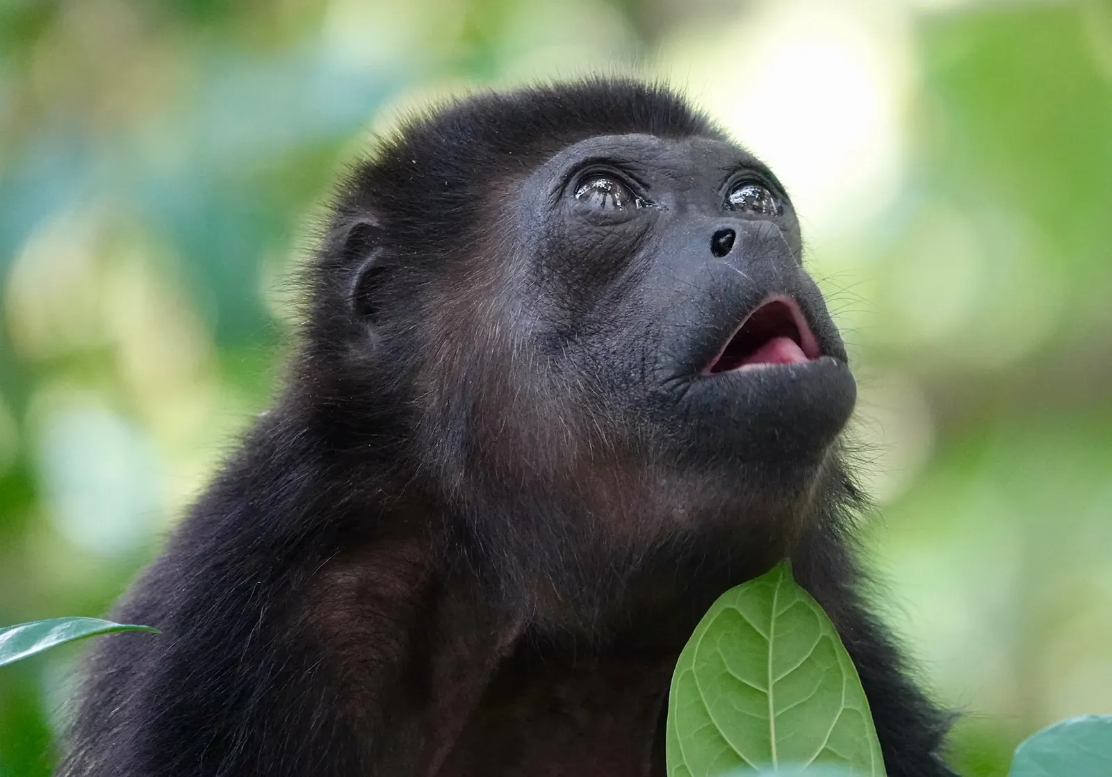 Un mono congo de perfil mirando hacia el cielo, con los dientes apenas visibles