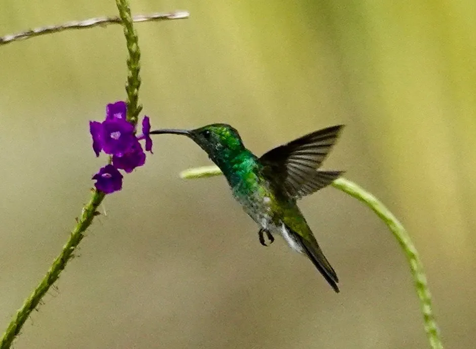 Un colibrí se alimenta de una flor morada, con las alas borrosas por el movimiento