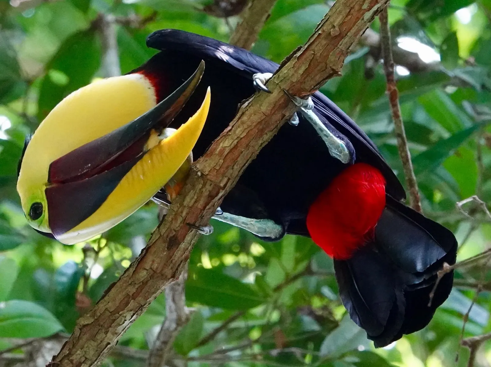 Un tucán pico iris cuelga de una rama con las alas un poco abiertas y comida en el pico