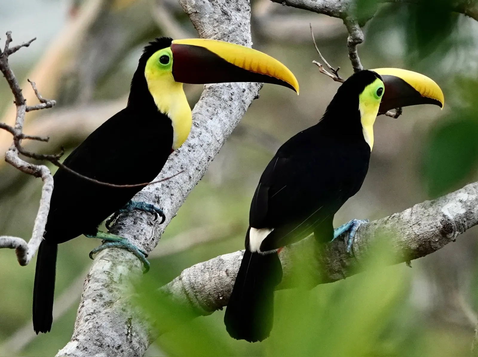 Dos tucanes pico iris, con picos amarillos, verdes y rojos, posados juntos en una rama sin hojas