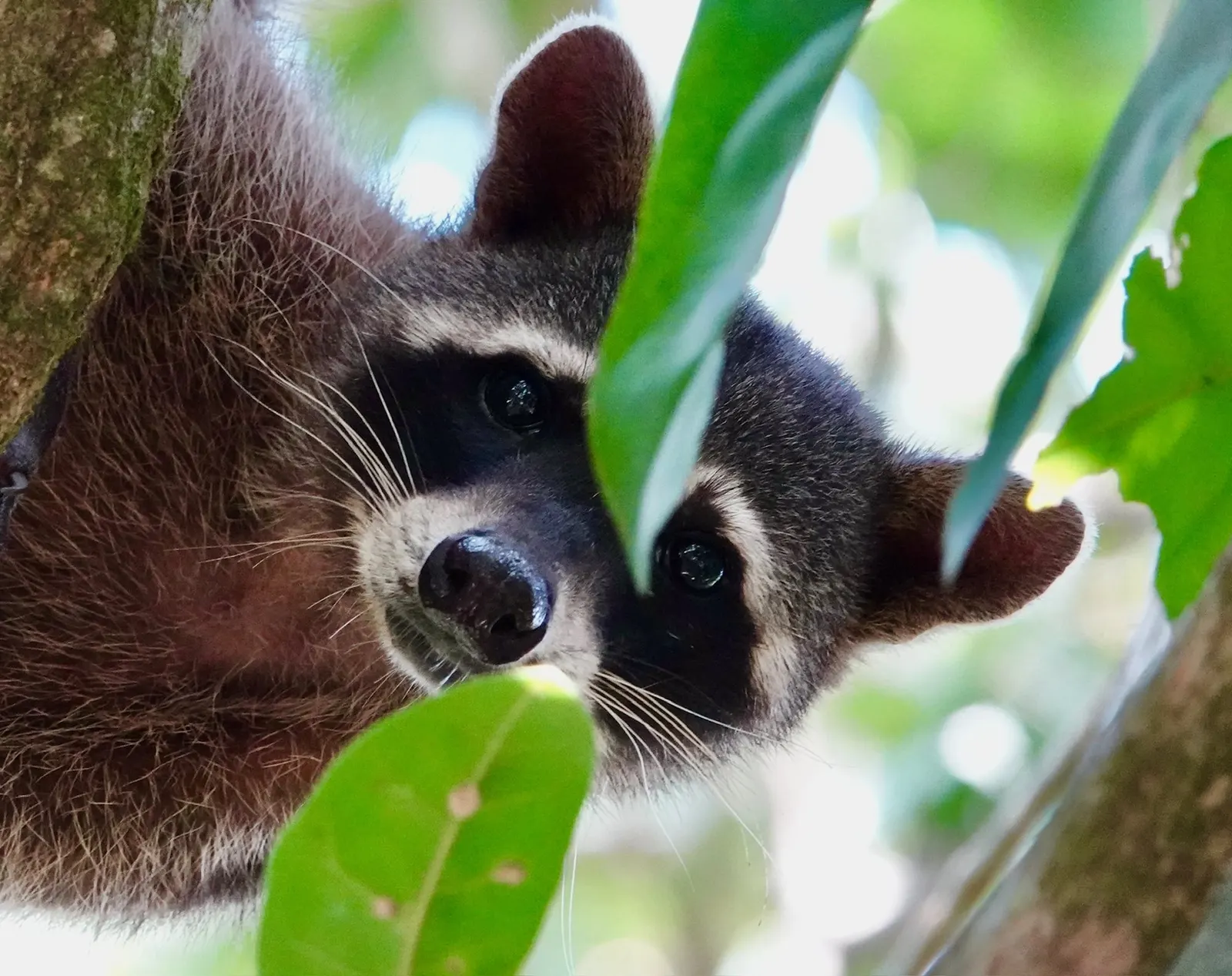Un mapache se asoma entre hojas verdes, con la cara en parte enmarcada por el follaje