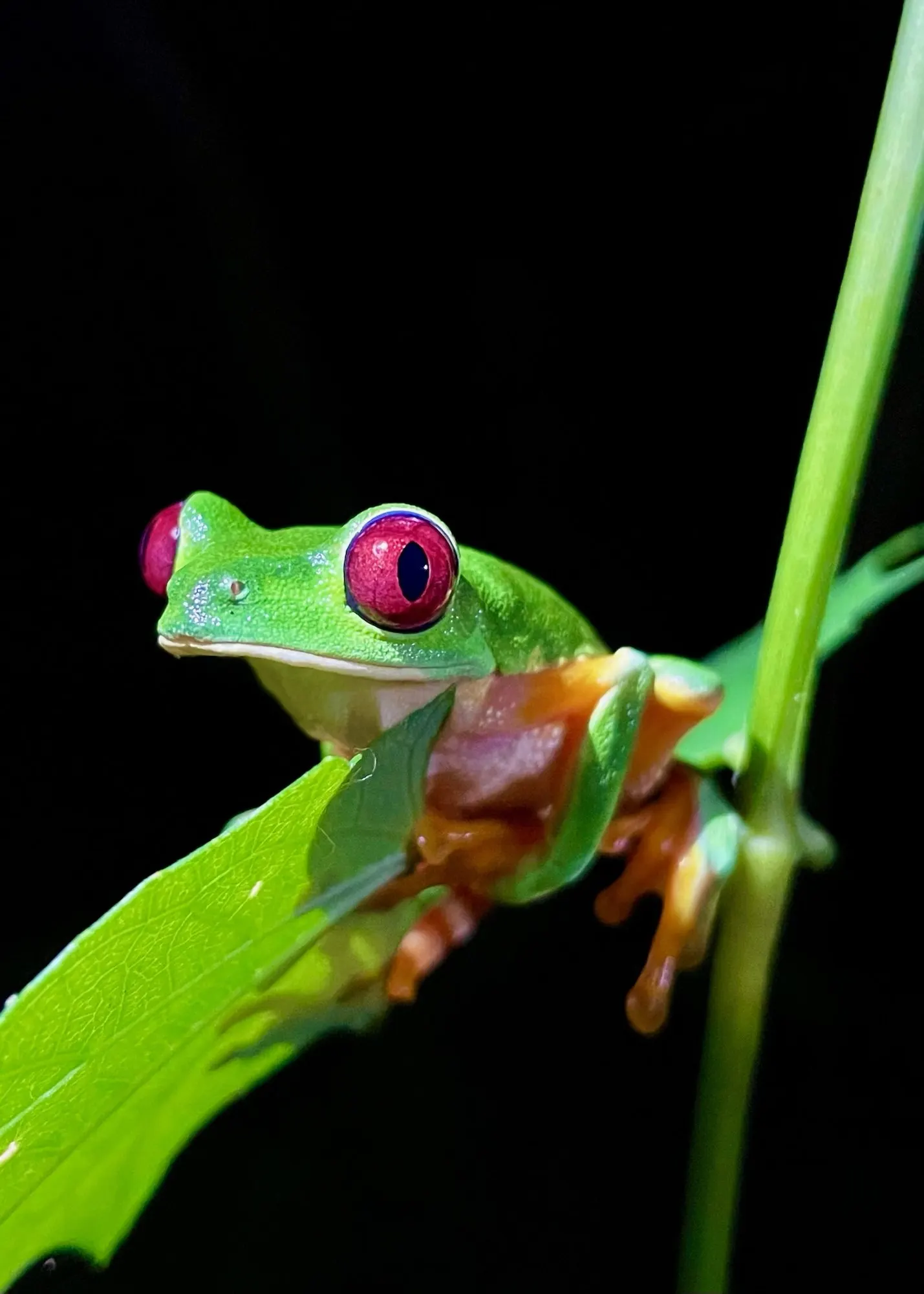 Una rana calzonuda descansa en el borde de una hoja de noche, con sus ojos rojos y patas naranjas iluminados contra la oscuridad total