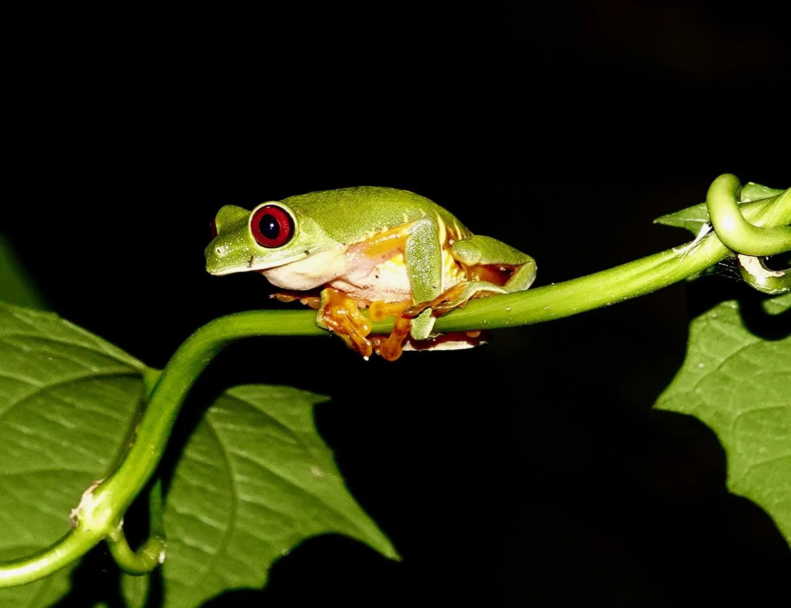 Una rana calzonuda se aferra a un bejuco verde de noche, con el cuerpo iluminado contra un fondo oscuro