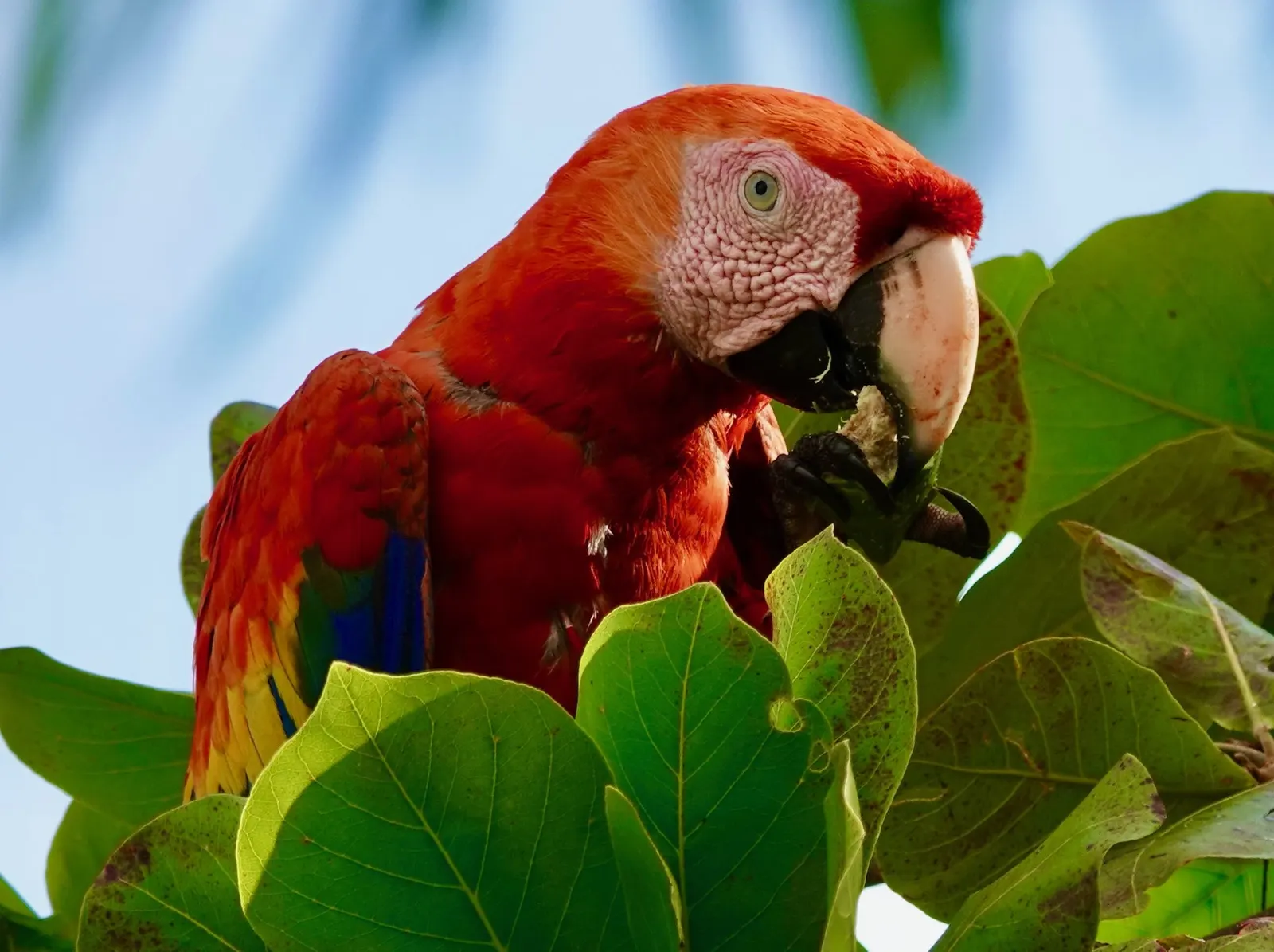 Una lapa roja posada entre hojas verdes sostiene una fruta con la pata mientras come, con su cabeza roja y el anillo claro del ojo llenando el cuadro
