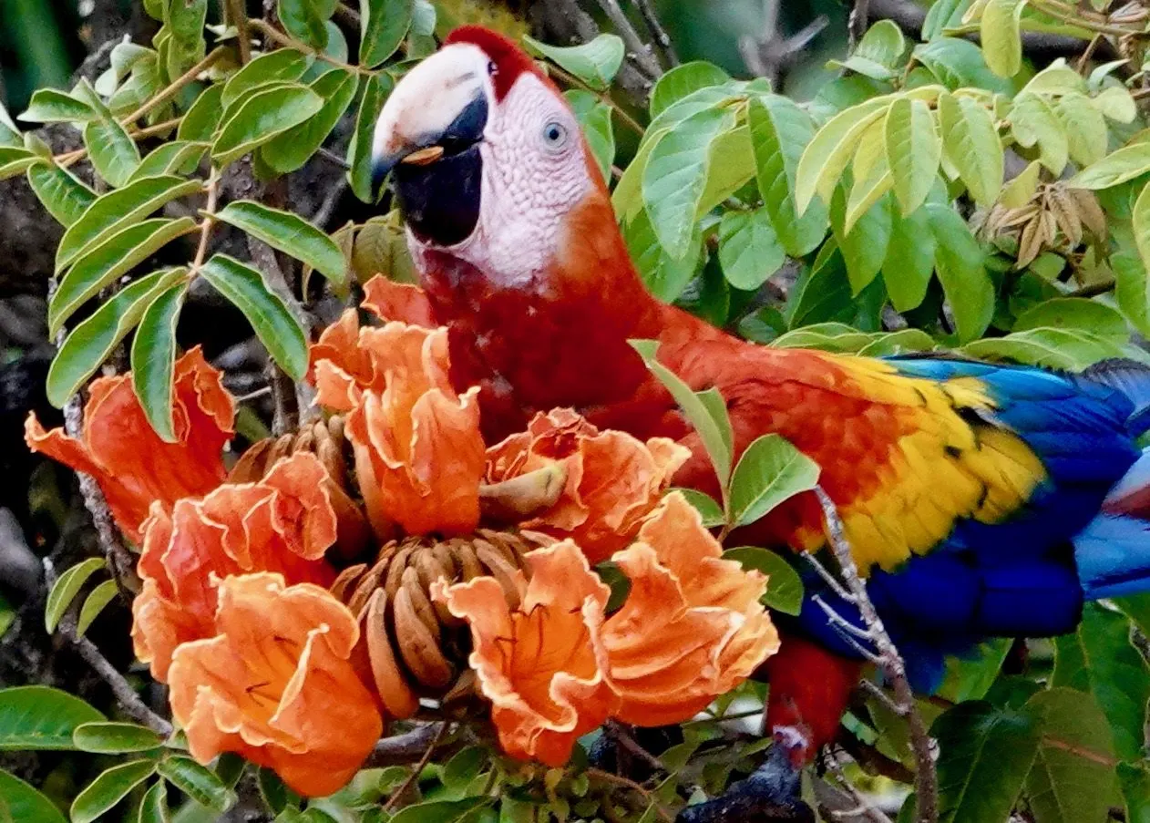 Una lapa roja se alimenta de grandes flores naranjas en forma de trompeta, con la cabeza metida entre las flores