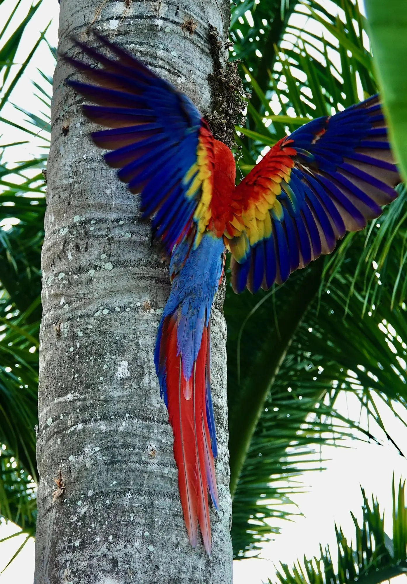 Una lapa roja se asoma a una cavidad de nido en una palmera, con las alas todavía abiertas tras aterrizar