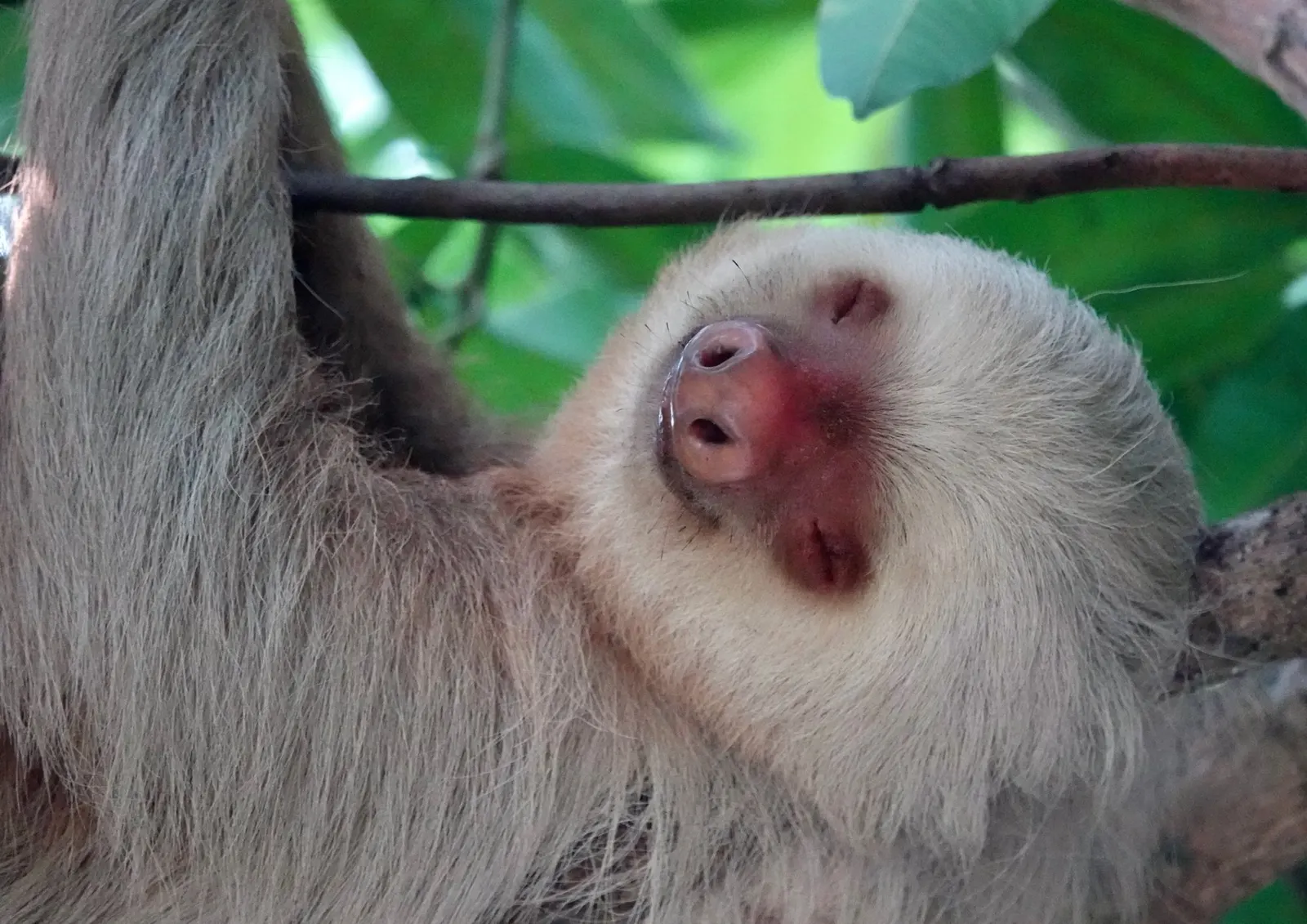 Primer plano de la cara de un perezoso con los ojos cerrados, colgado de una rama como si dormitara a plena luz del día