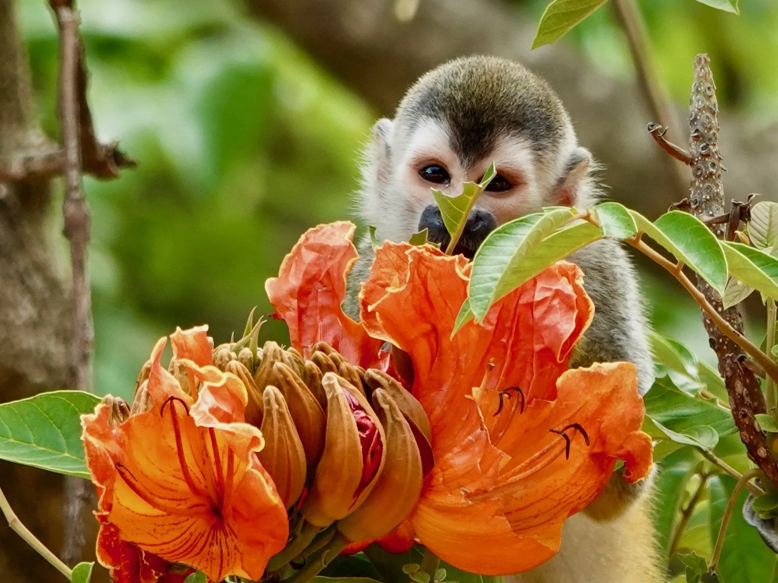 Un mono tití hunde la cara en un racimo de grandes flores naranjas, como si comiera o examinara las flores