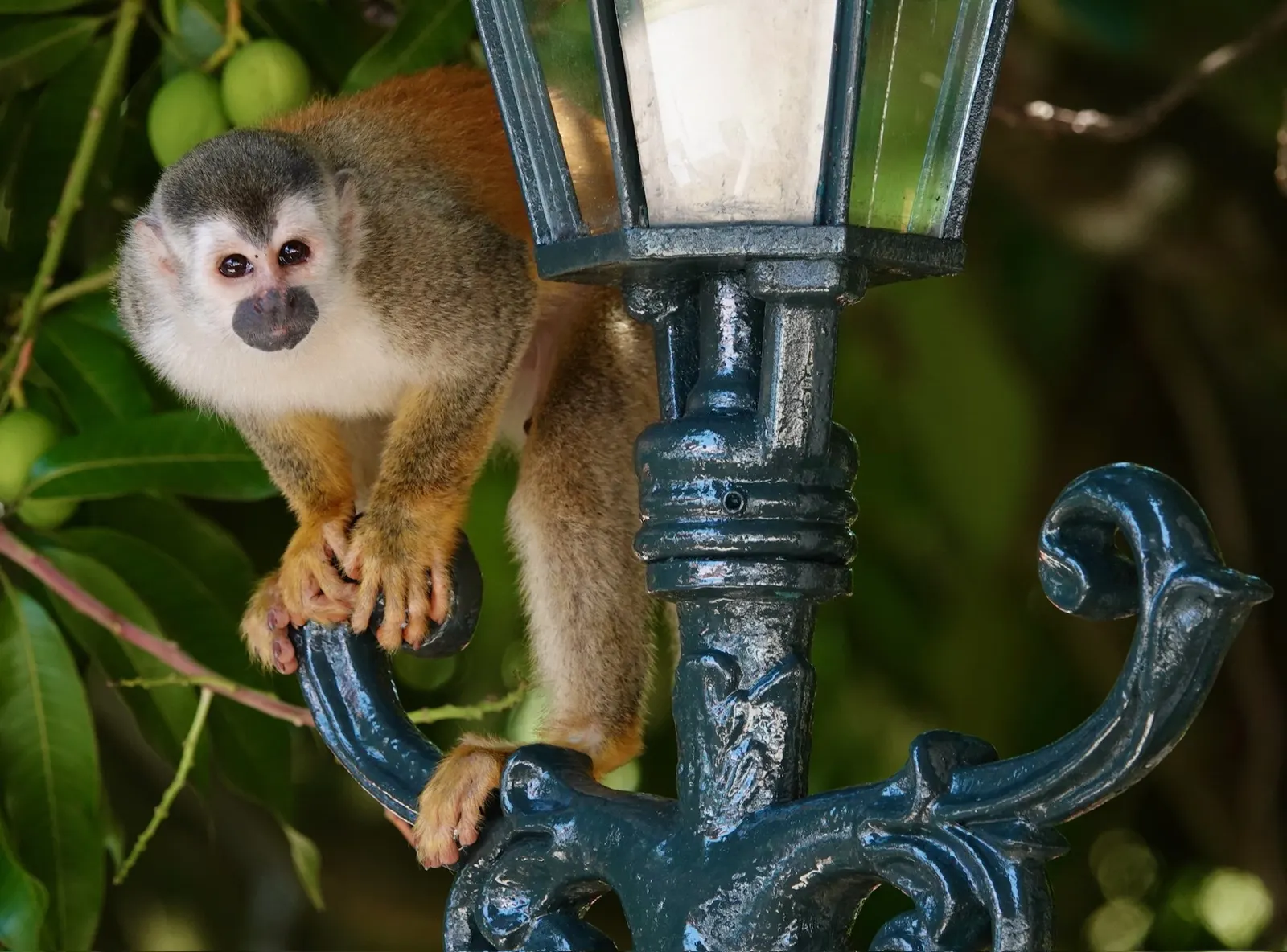Un mono tití trepa por un poste de luz ornamentado, mirando hacia la cámara