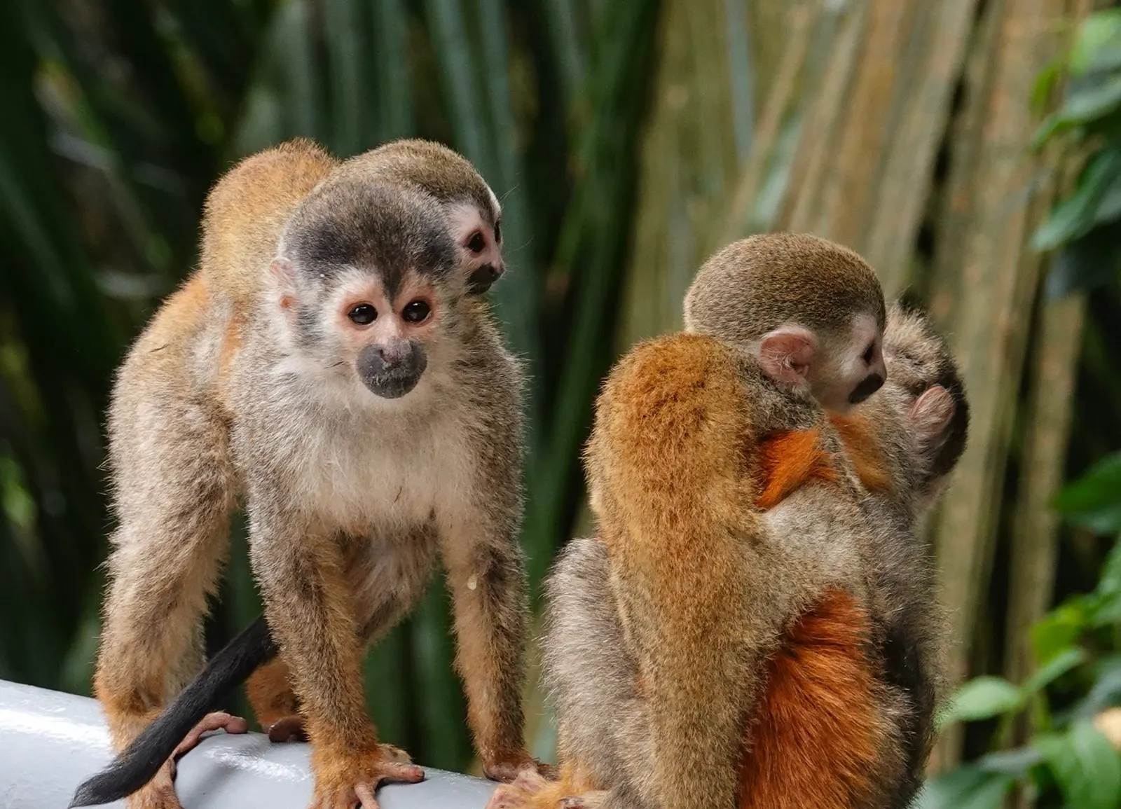 Tres monos tití sentados juntos en una baranda, uno acicalando a otro