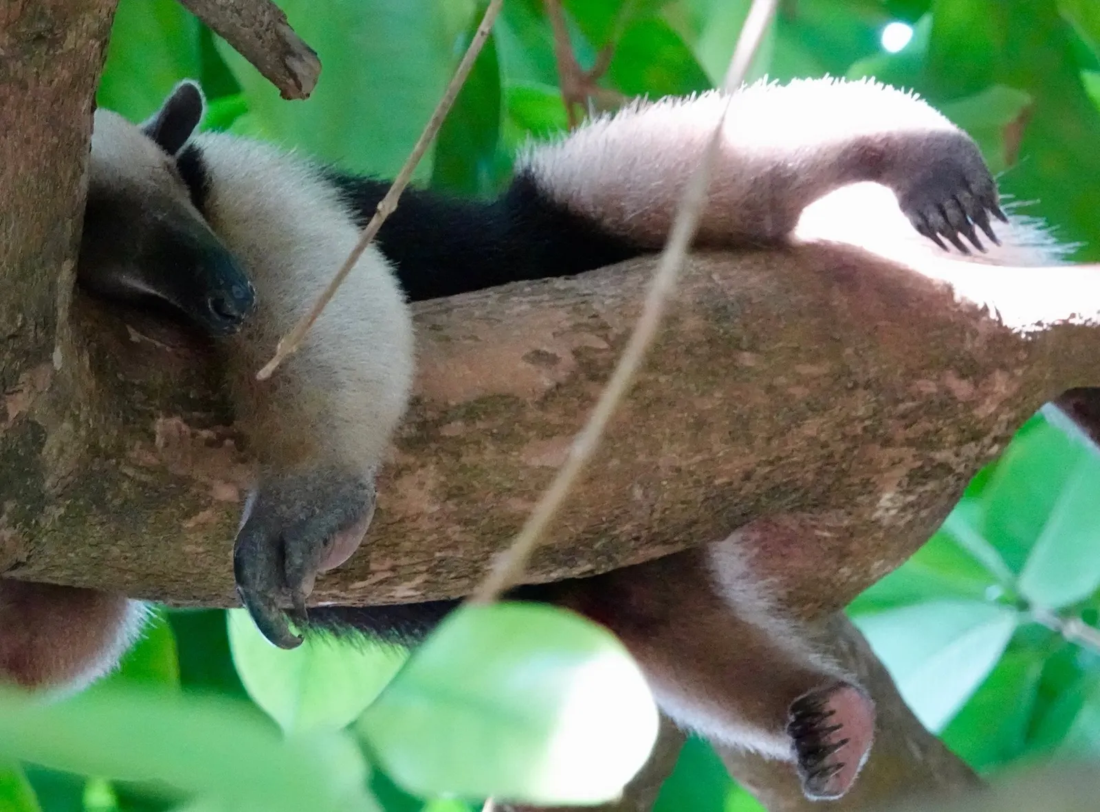 Un oso colmenero enroscado en una rama, con sus largas garras curvas bien visibles