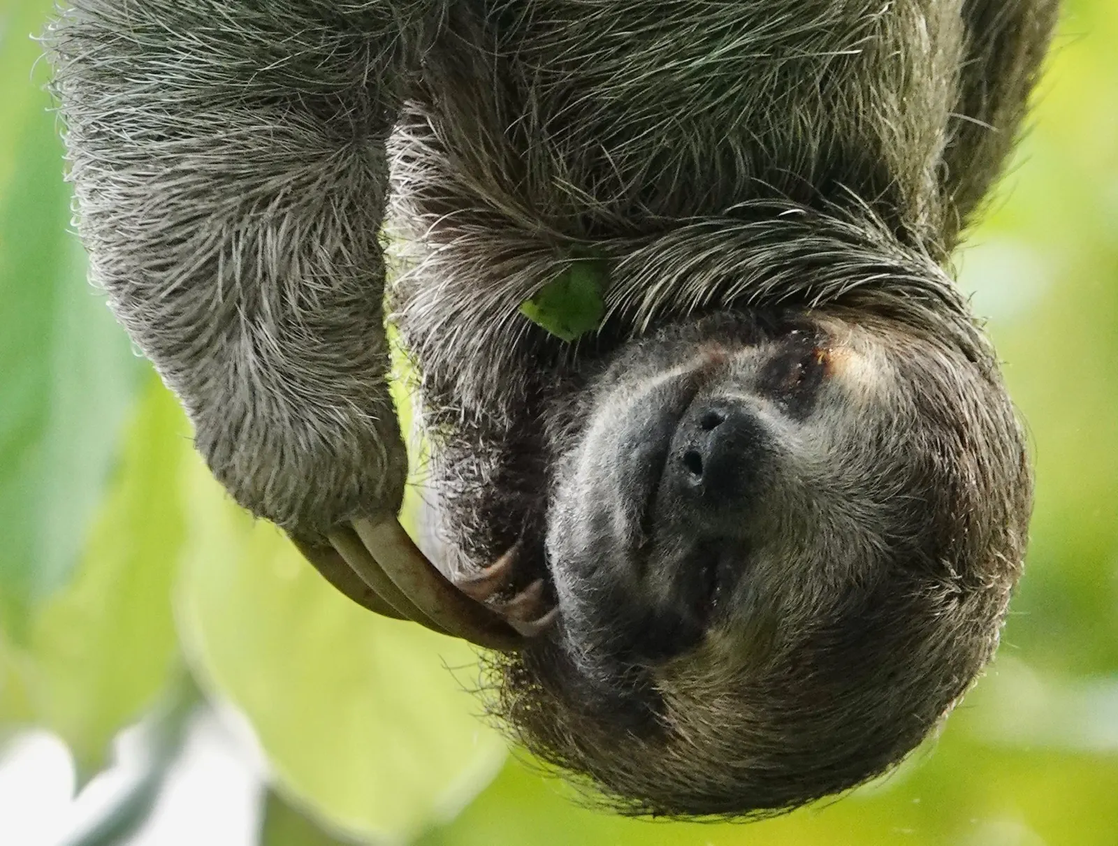 Un perezoso enroscado de cabeza, con una hojita atrapada en el pelaje cerca de la cabeza