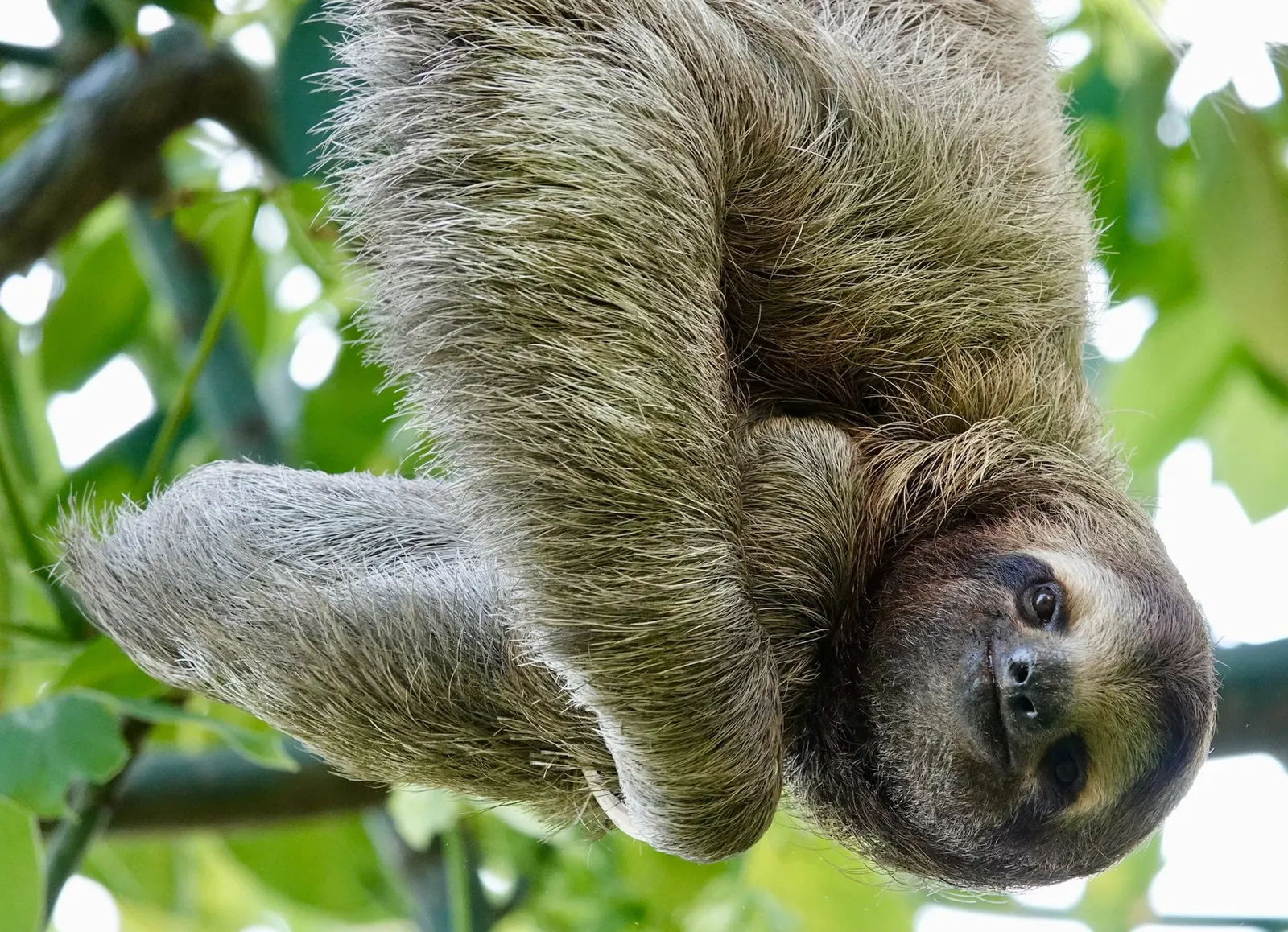 Un perezoso cuelga de cabeza con las extremidades encogidas, mirando hacia la cámara