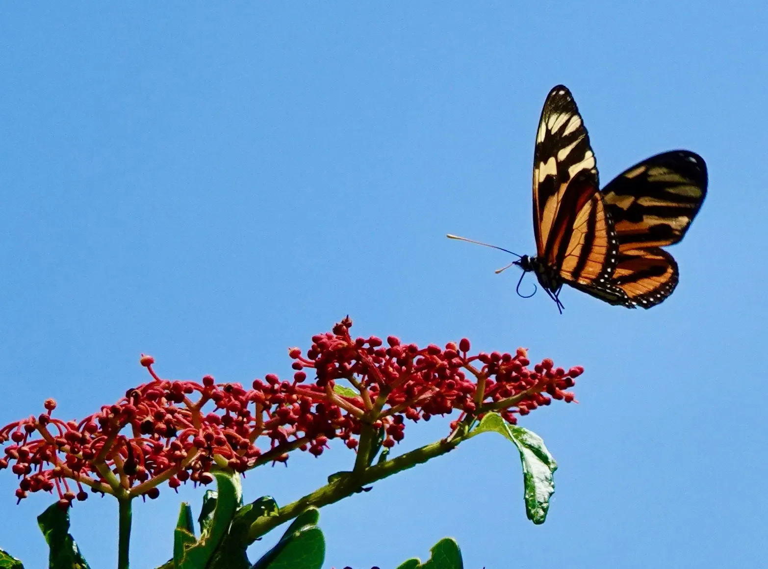 Una mariposa con rayas de tigre gira a la derecha en pleno vuelo junto a un racimo de florecitas rojas