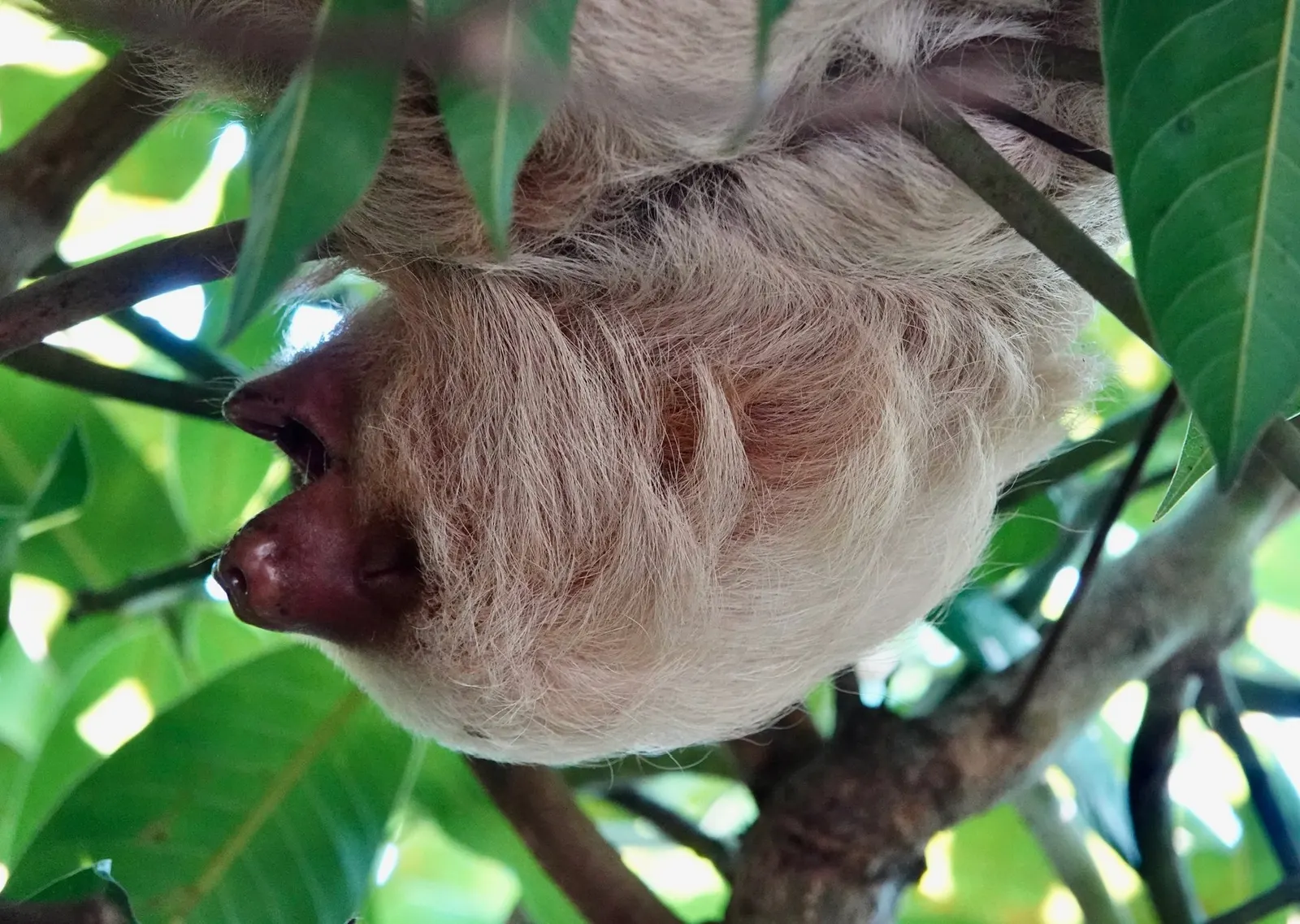 Un perezoso de dos dedos cuelga de una rama de un palo de mango con la boca abierta, los ojos abiertos y atentos