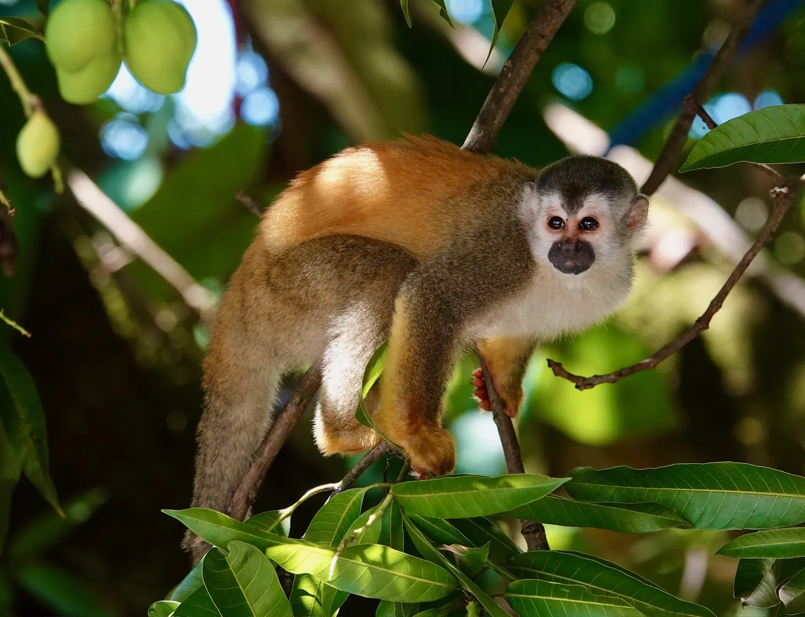 A squirrel monkey on a branch in a mango tree at Parador, looking straight at the camera
