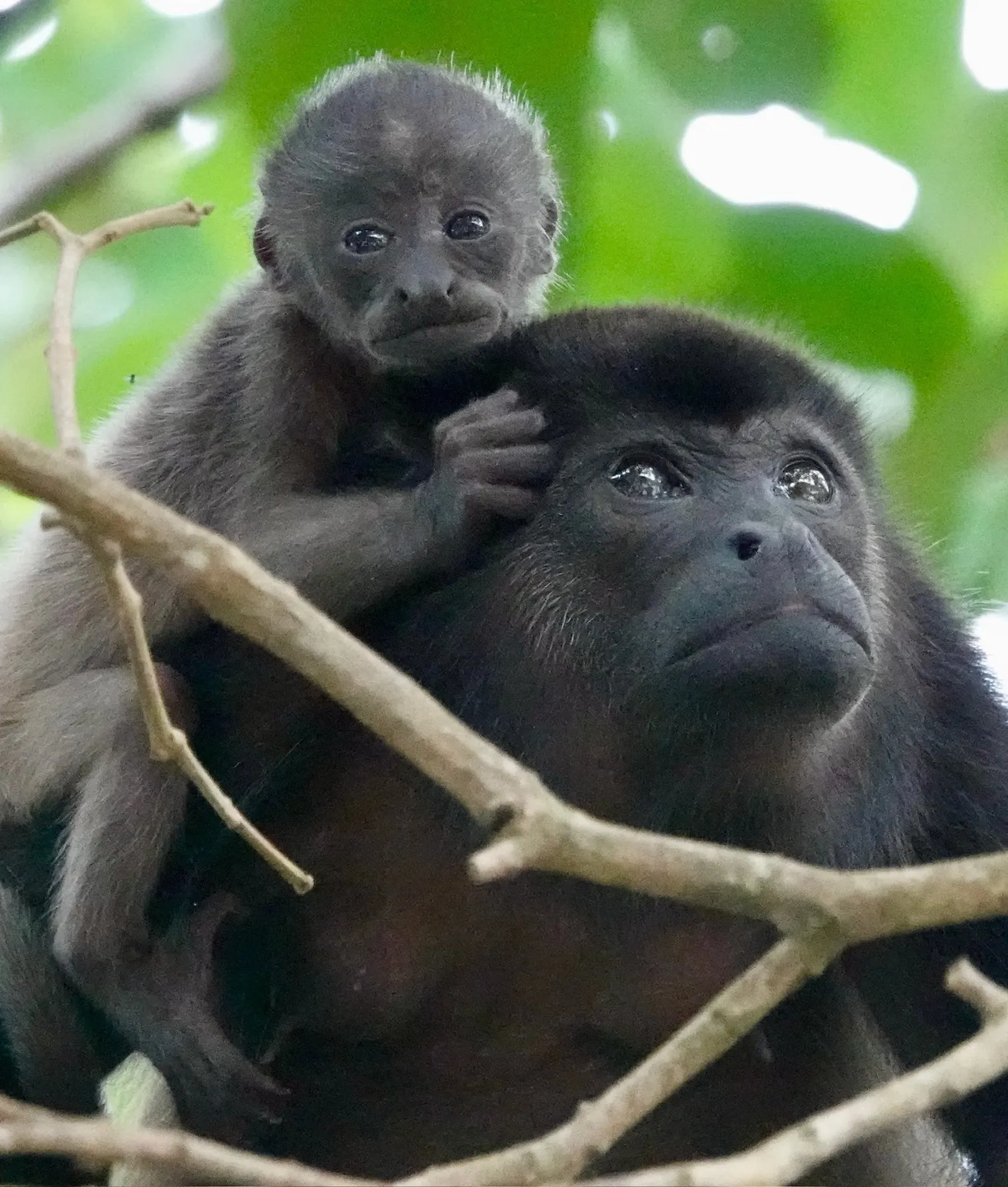 A baby howler monkey rests a hand on its mother's head