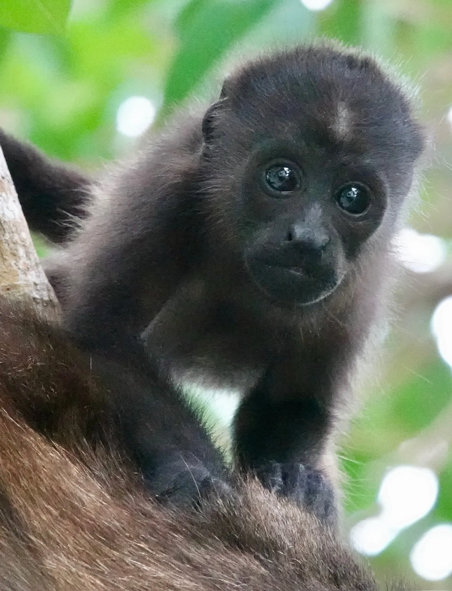 A baby howler monkey sits on a branch beside its mother, looking at the camera