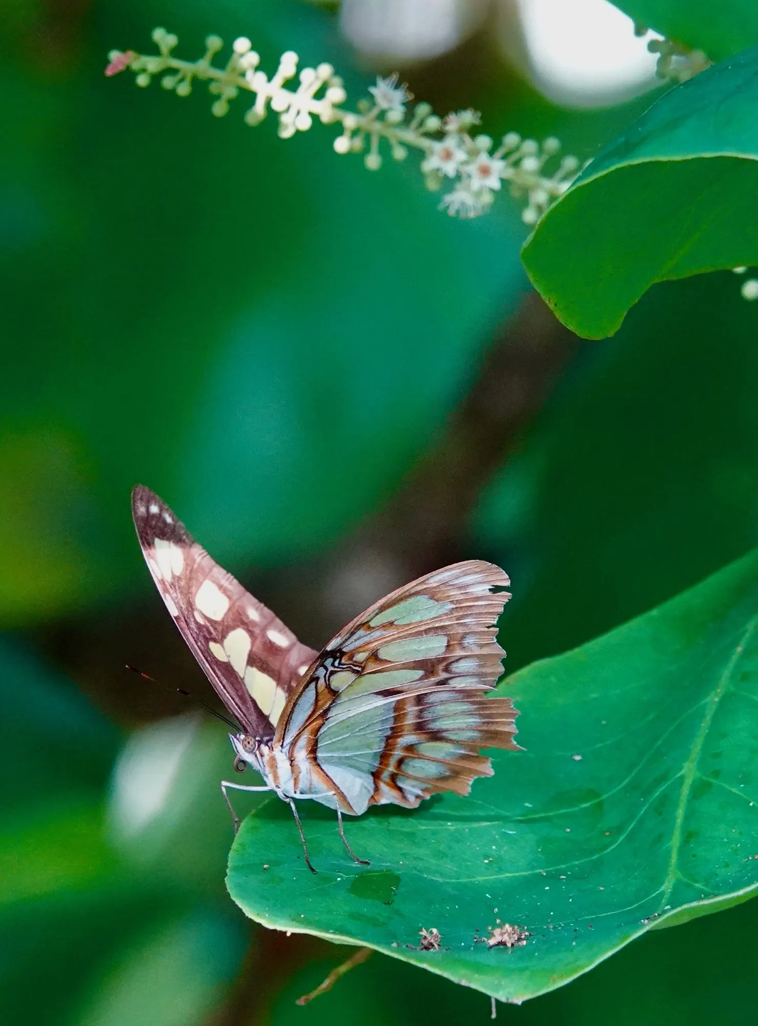 A butterfly with brown and pale green wings resting on a leaf