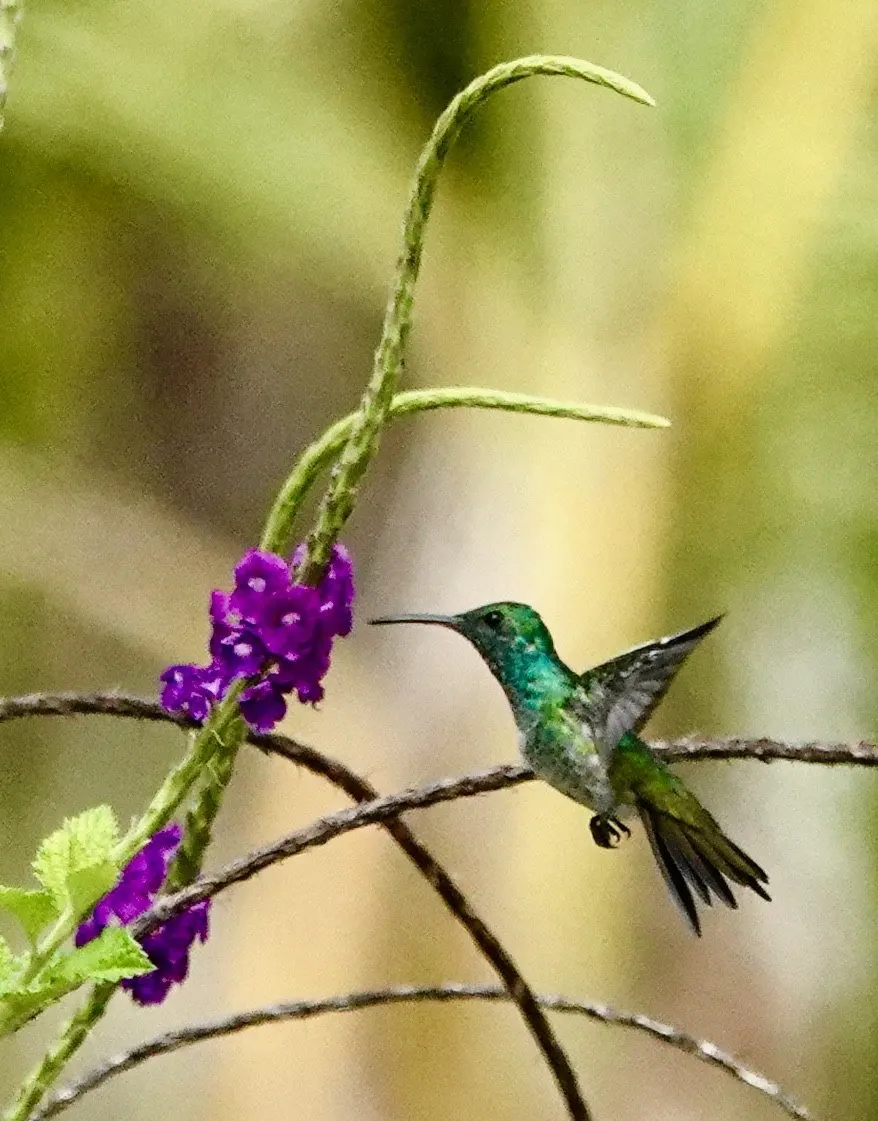 A hummingbird in profile with its bill in a purple flower