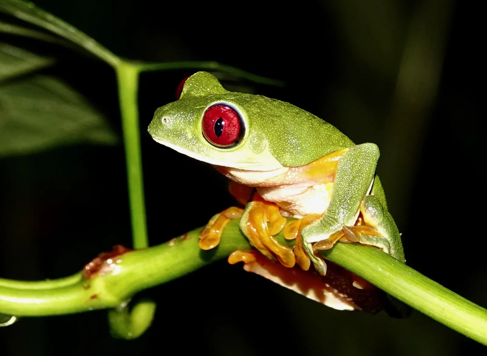 A red-eyed tree frog on a thick green stem, eyes wide open