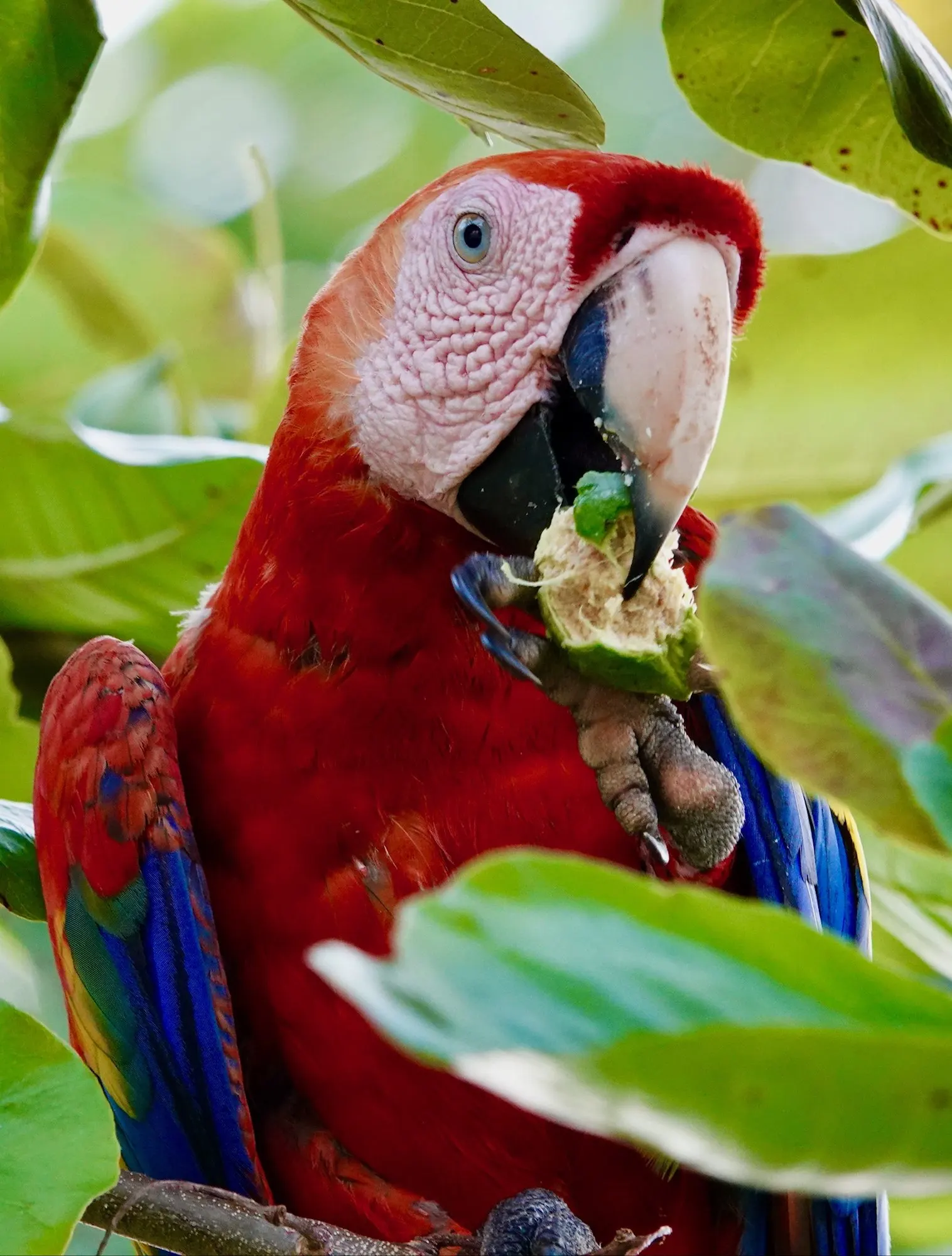 A scarlet macaw holds green fruit to its beak among leaves