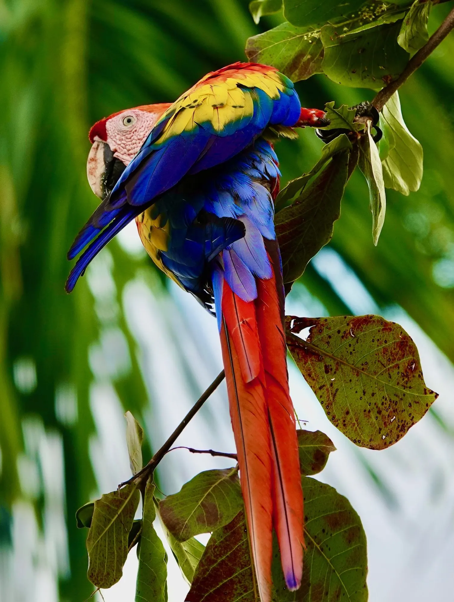 A scarlet macaw perched on a branch, full body with a long tail