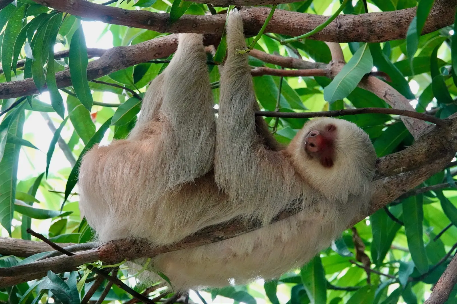 A sloth climbing a tree, a second sloth blurred behind it