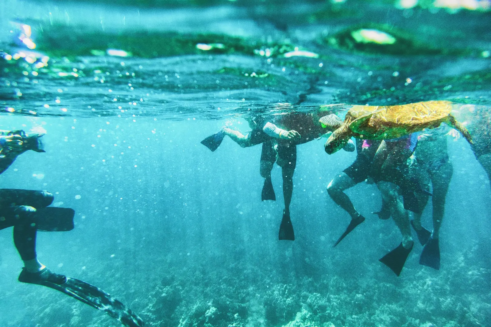 Personas con aletas hacen snorkel junto a una tortuga marina en agua turquesa y transparente, vistas desde debajo de la superficie