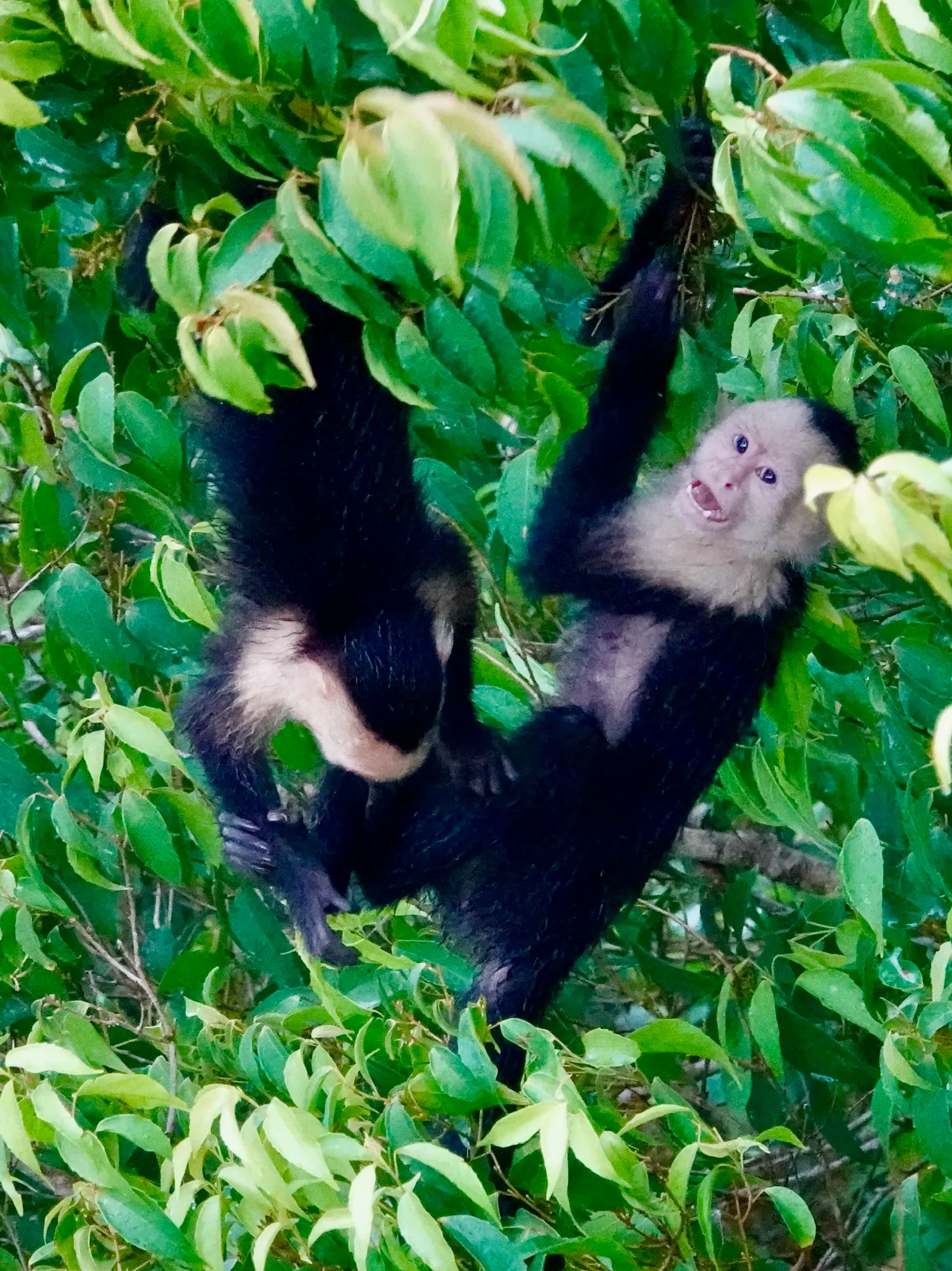 Dos monos carablanca en un árbol, uno colgando de cabeza y el otro mirando hacia la cámara.