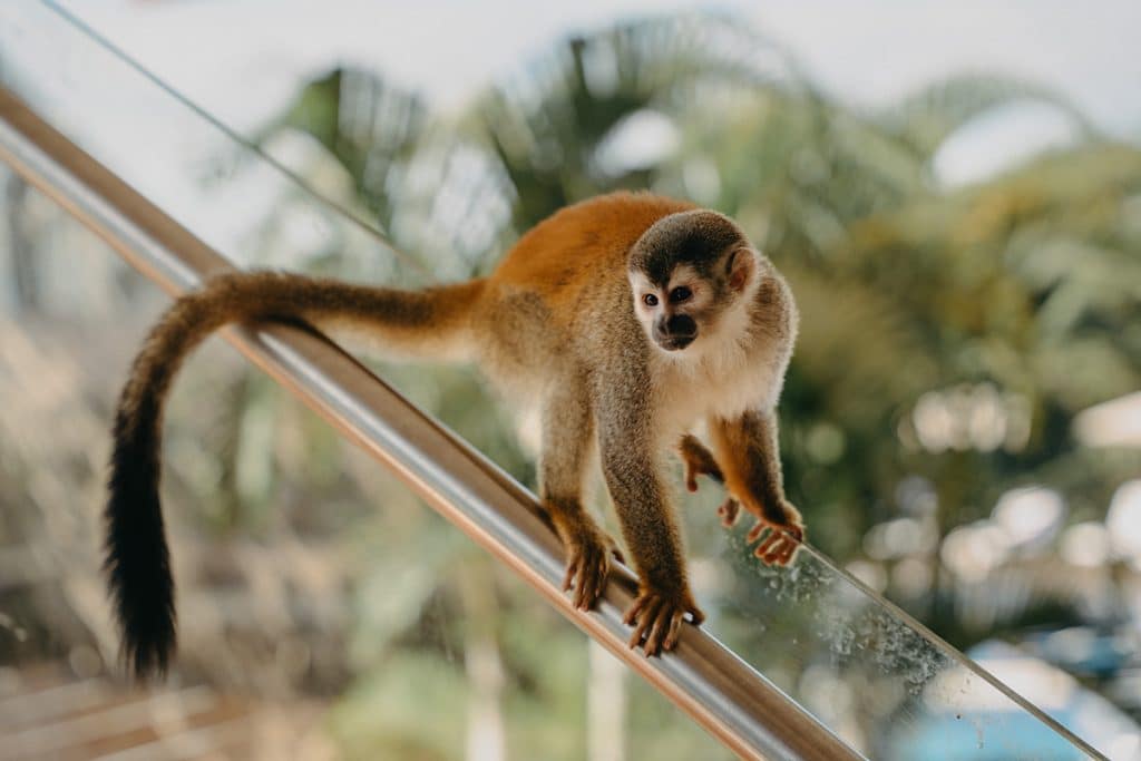 Plenty of wildlife on the property of Parador